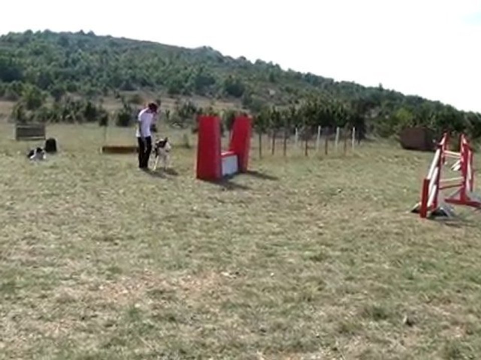 Eaven en Agility à 13 mois