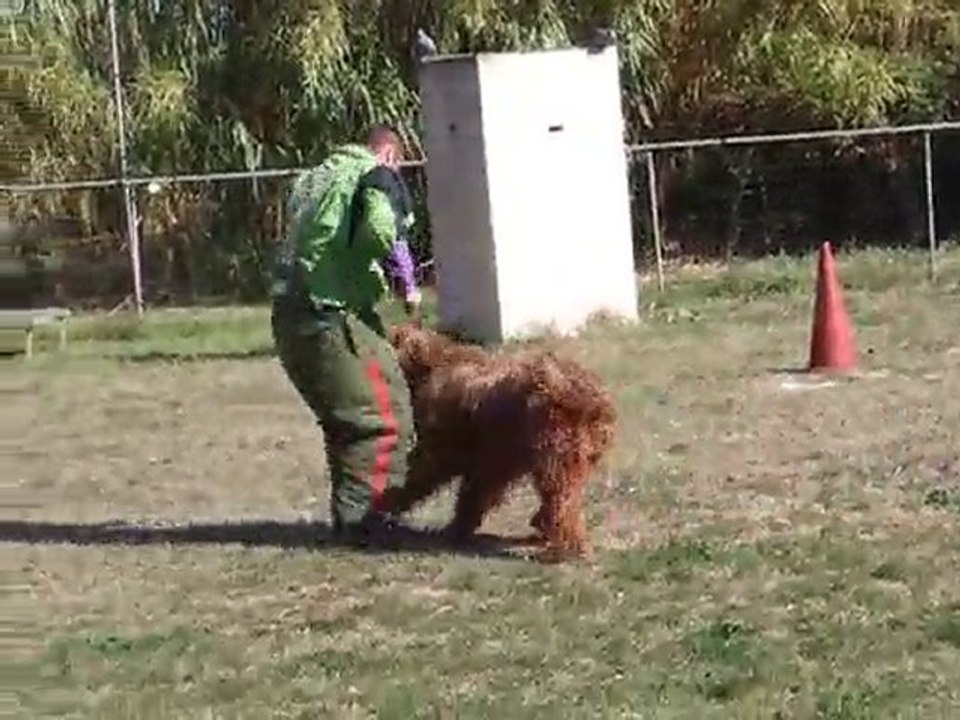 éragon à l'entraînement : défense du maître
