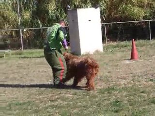 éragon à l'entraînement : défense du maître
