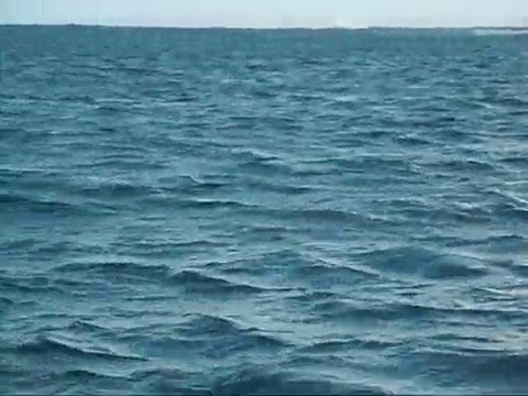 Dauphins dans la passe Faaroa, Raiatea, Polynésie