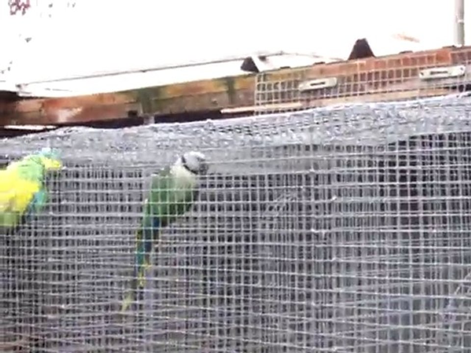 la pluie et les perruches (2)