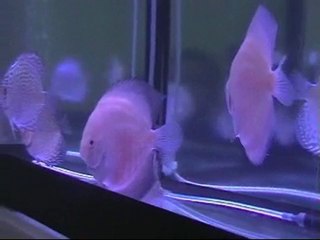 red valentine & red turquazlarım