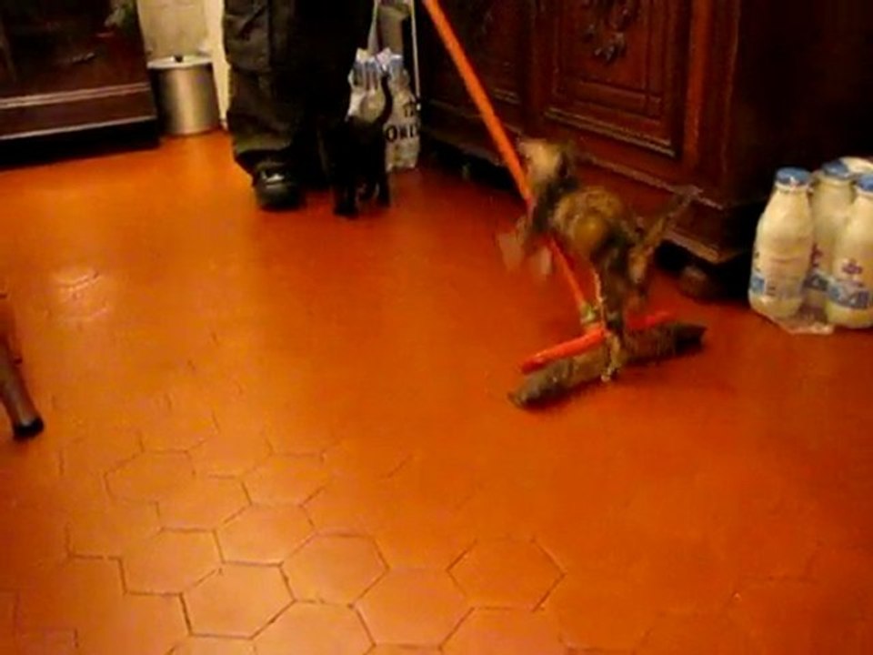 Les chatons et le balai