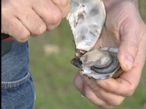 Huîtres Marennes d'Oléron - Huîtres