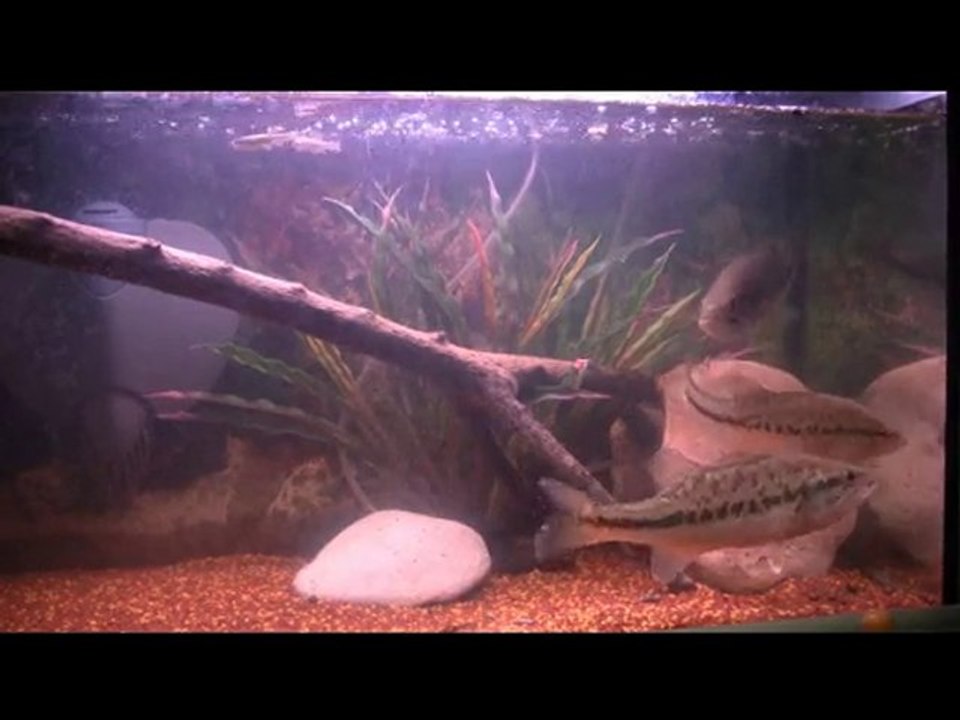 Black Bass, perche
