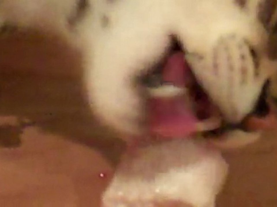 F1 Savannah Cats: Hobbes Eats a Chicken