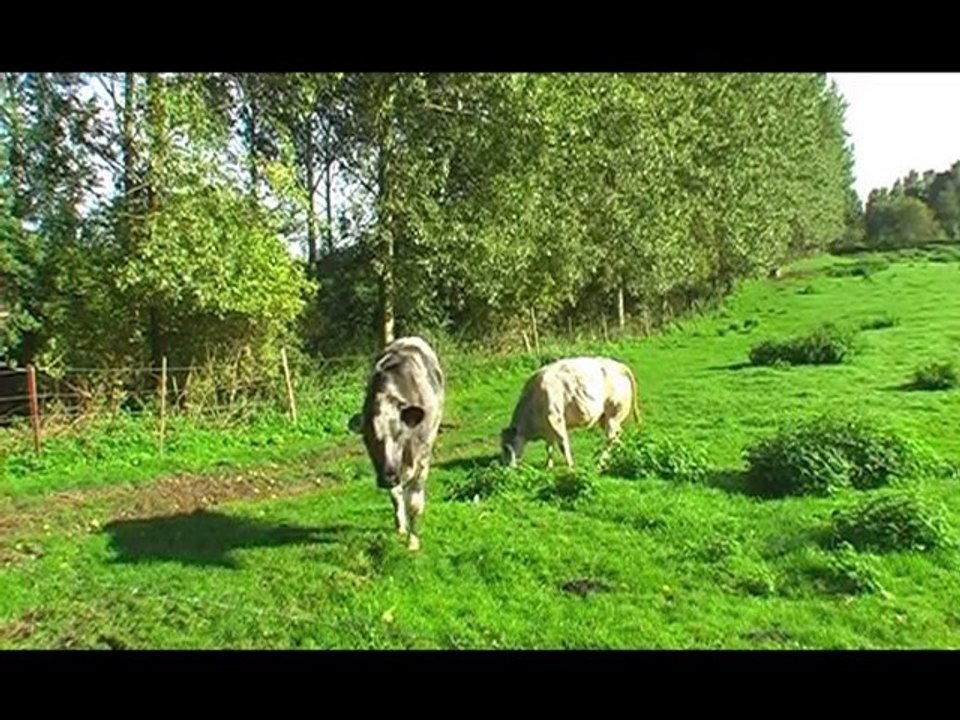 Le Cochon