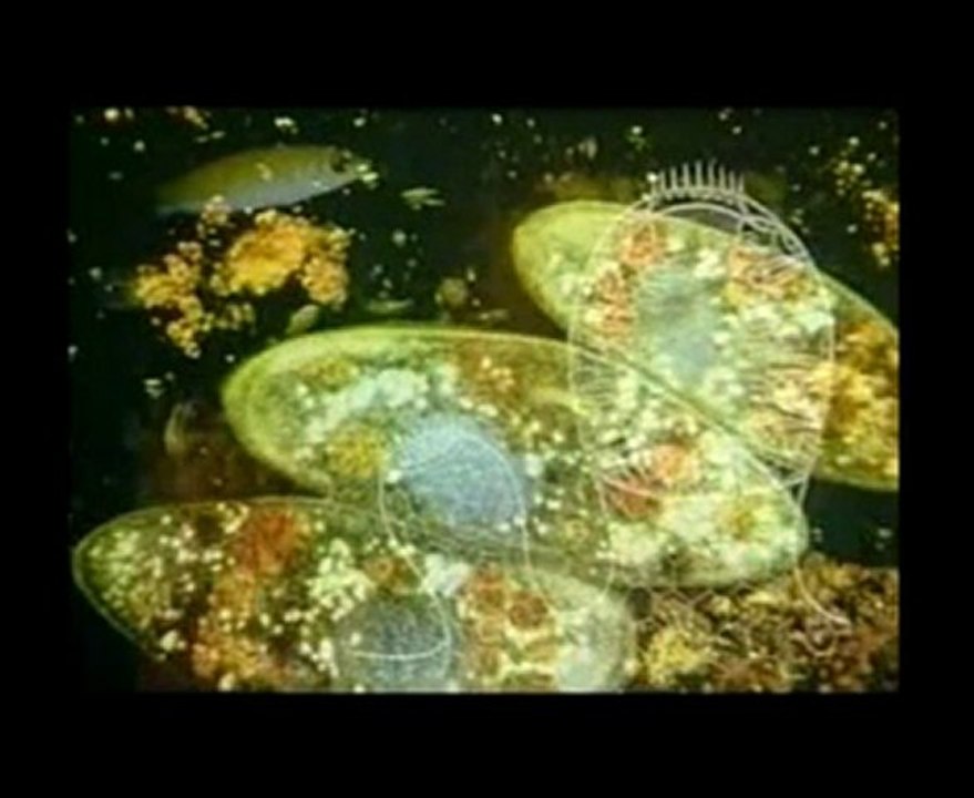 The Global Brain (1 of 2)