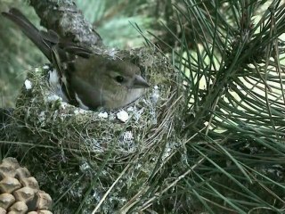 LE PINSON DES ARBRES