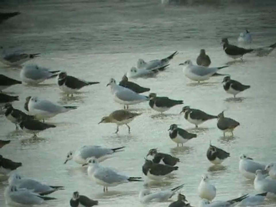 Vanneau sociable 2/10/2010