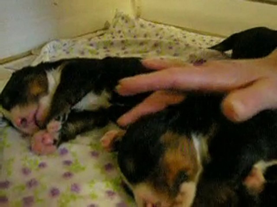 Bouviers Bernois Chiots Anouchka des Mystères du Vieux Saule