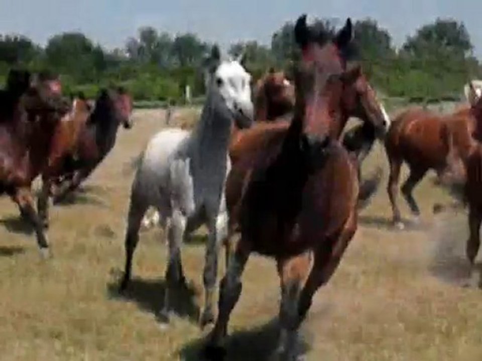 chevaux