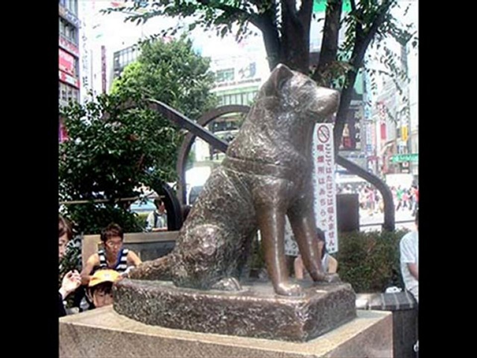 Petit Caniche, Peluche pour Vieux