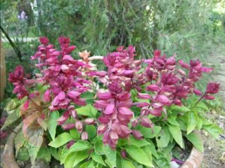 Fevzi Üreten-Çamlıca Mehtabı