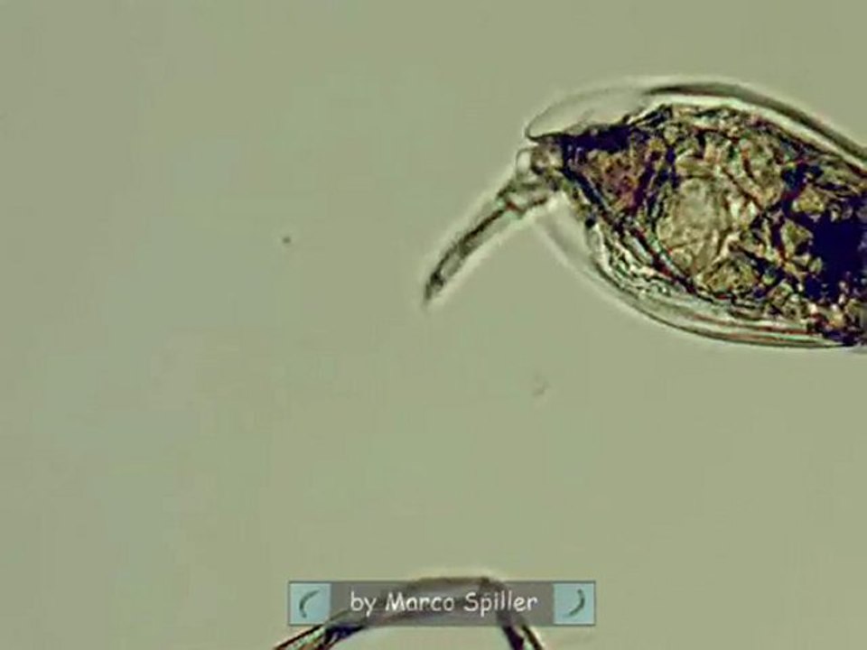 Euchlanis dilatata