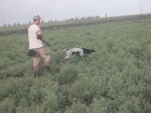 bulut ferma, ingiliz pointer