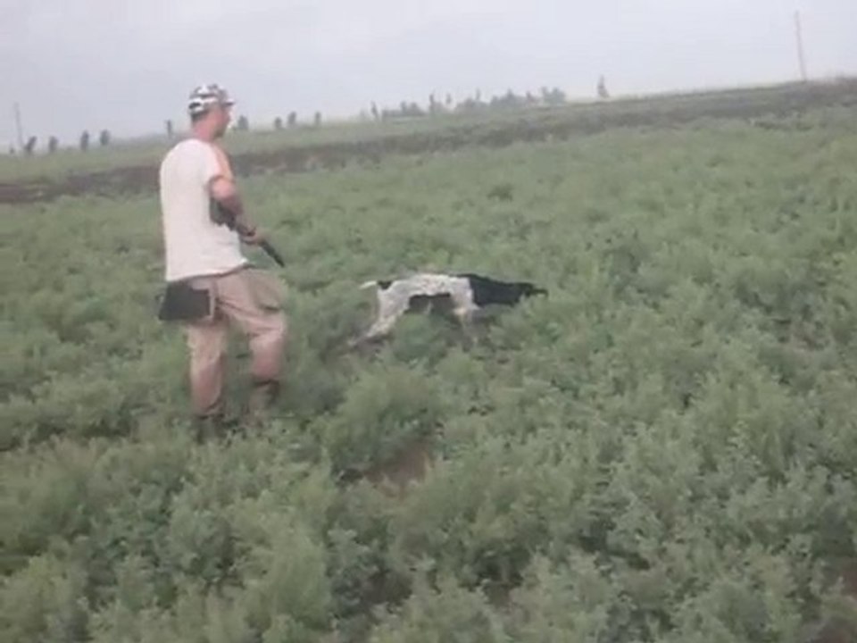 bulut ferma, ingiliz pointer