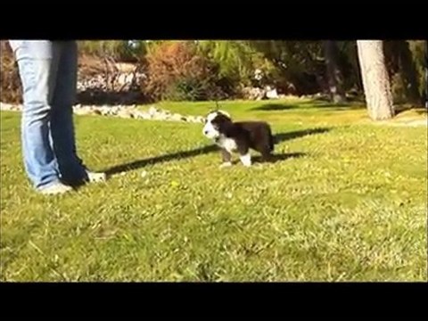 Victory Wind's Fuel For Life - Diesel, 8 semaines