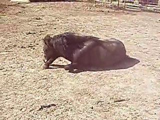 Scoop qui se roule ;D