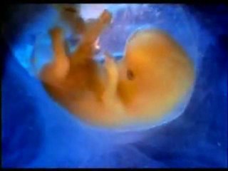 Les miracles du Coran 8sur9.flv