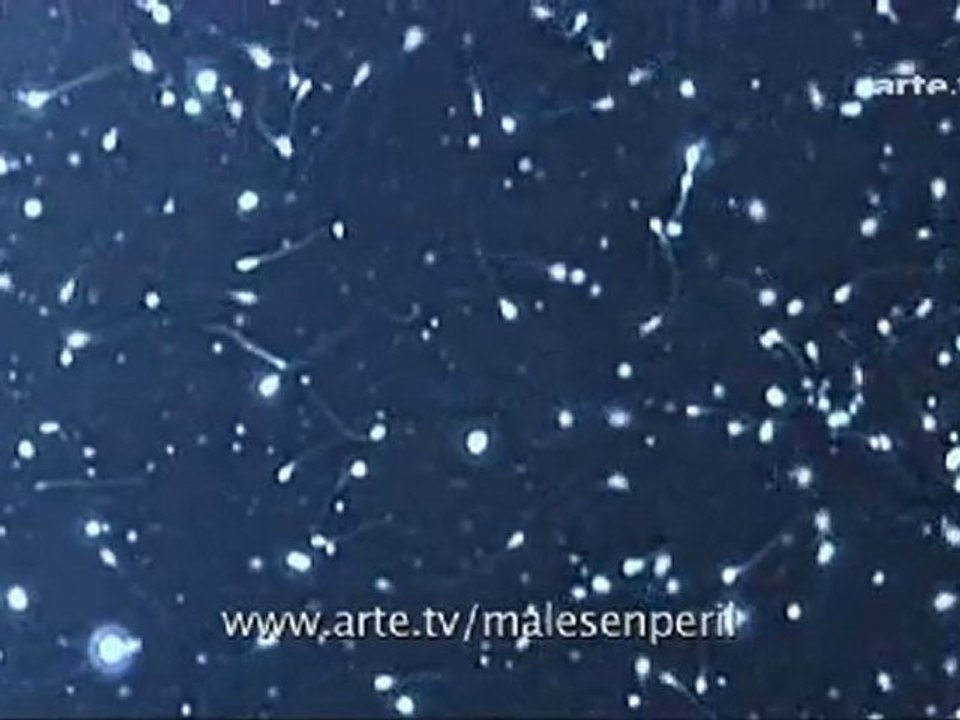 Mâles en péril (extrait 1)