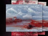 Chasse aux phoques - massacre sur la banquise