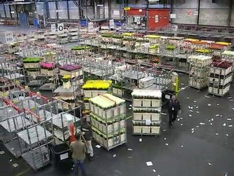 Aalsmeer : vie du marché aux fleurs 1