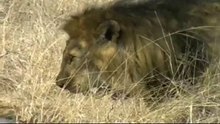 Lions Mating in Kruger National Park South Africa
