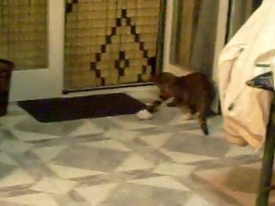 Benvenuta Gattina *.*