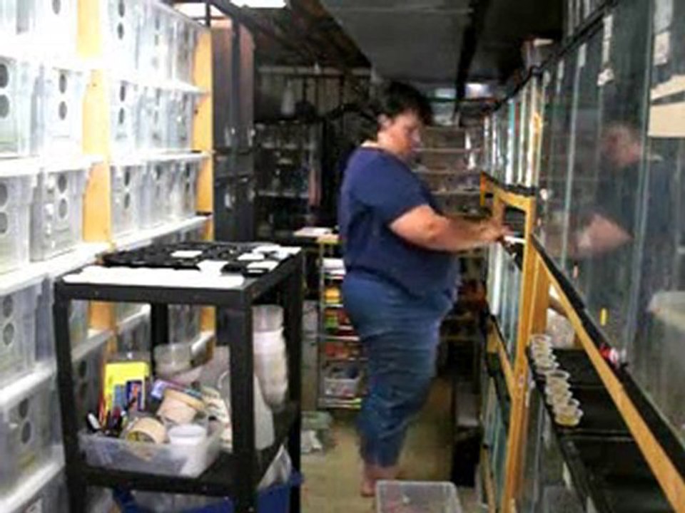 Feeding Crested Gecko Diet