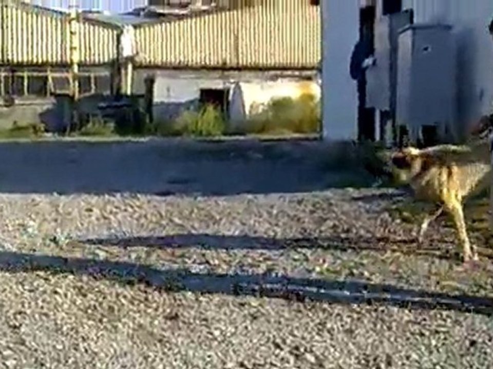 KANGAL Dev ALBAY ve PAŞA