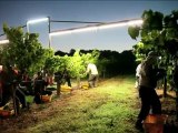 Night Harvesting Chardonnay grapes, Russian River Valley