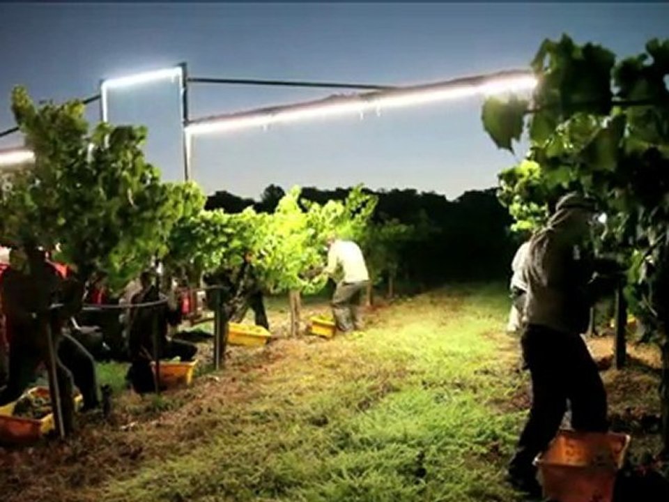 Night Harvesting Chardonnay grapes, Russian River Valley