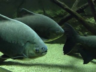 aquarium d'allex 03.10.2010