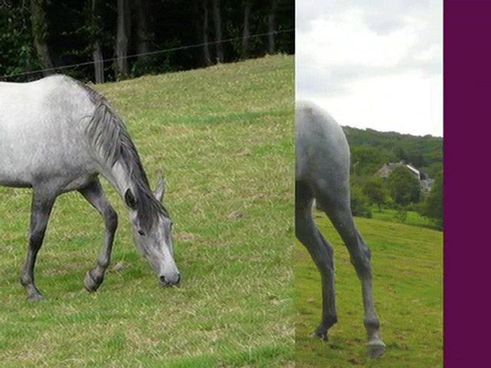 élevage acamel andenne PRE jument Zalema