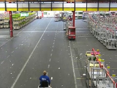 Aalsmeer : vie du marché aux fleurs 7