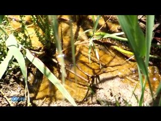 Investigan Bacterias Tablas de Daimiel