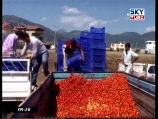 Domates Güvesi Yayılıyor