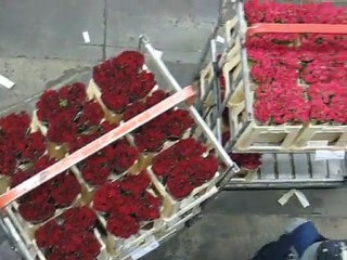 Aalsmeer : vie du marché aux fleurs 13