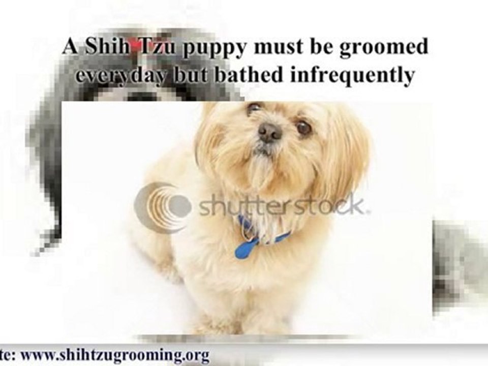 ShihTzu  grooming methods: Getting started