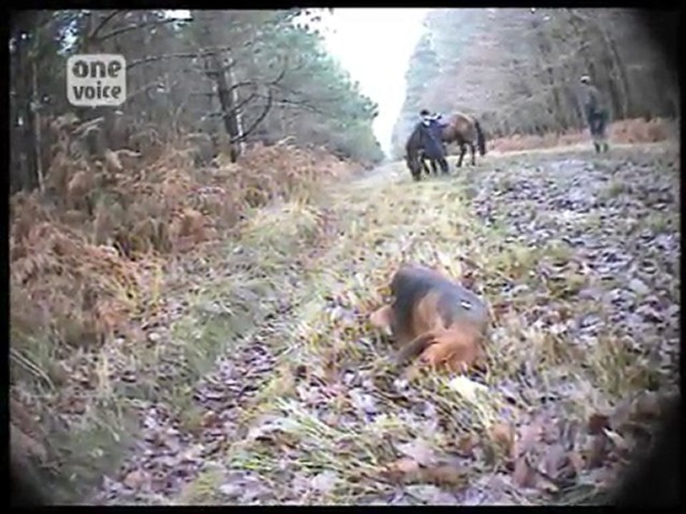 Chevaux et chiens en souffrance