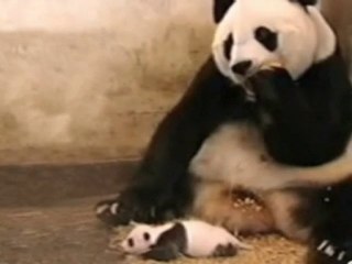 What Made the Baby Panda Sneeze?