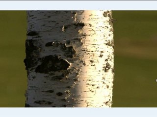 How To Convert CR2 To JPEG