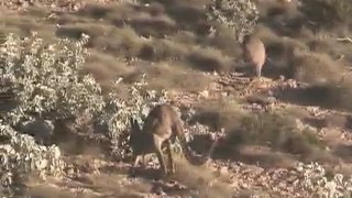kangourous gris
