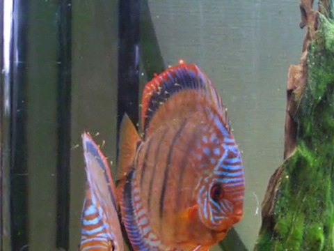repro discus