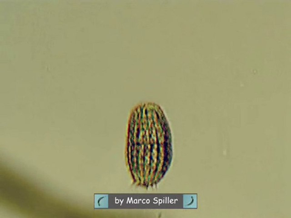 Coleps hirtus