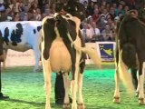 Pôle Animal : La Championne prim'holstein du Space