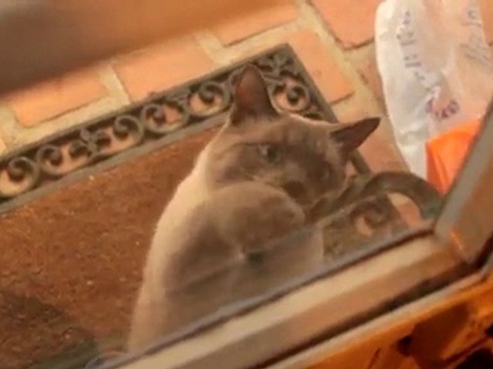 TIKO, LE CHAT QUI OUVRE LES PORTES !