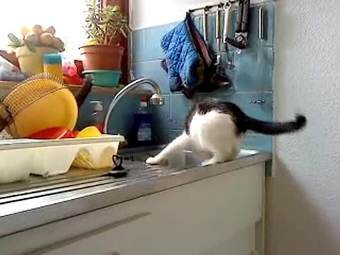 katze in waschmaschine