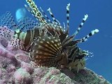 Scuba diving at Edgell Patches, Kota Kinabalu, Sabah, Borneo